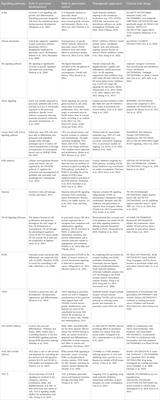 Unraveling the interplay: exploring signaling pathways in pancreatic cancer in the context of pancreatic embryogenesis